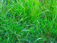 /album/paisaje-cabana/perfect2-jpg/